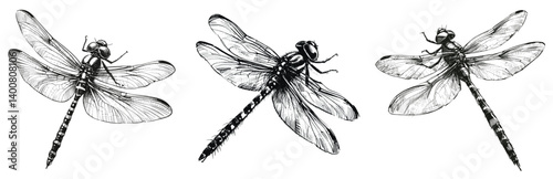 Emperor Dragonfly line art drawing ink sketch bee vector hand drawn illustration background