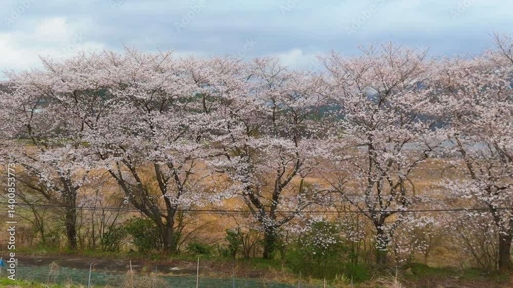 Beautiful spring scenery video of Korea where branches of white cherry blossom trees in full bloom under the blue sky are scattered in the spring breeze Beautiful spring scenery video of Korea where branches of white cherry blossom trees in full bloom under the blue sky are scattered in the spring breeze