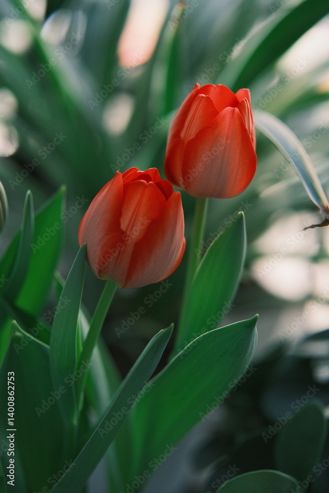 Naklejka premium red tulips in the garden