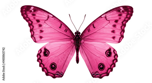 Photography Isolated Pink Butterfly with Open Wings
