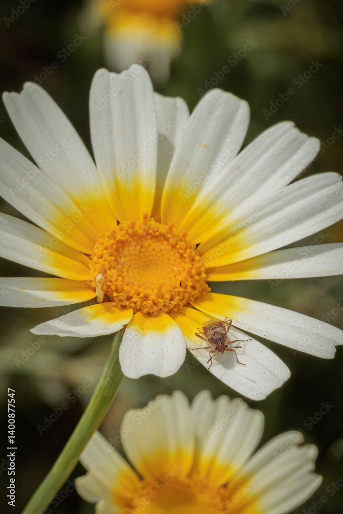 Small insect exploring white and yellow crown daisy flower petals