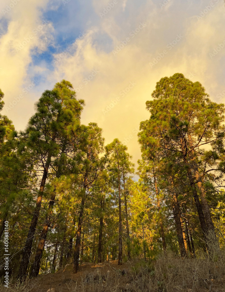 Fototapeta premium View from a hiking trail through the pine forest above the La Quinta and Taucho villages at sunset in Tenerife,Canary Islands,Spain.