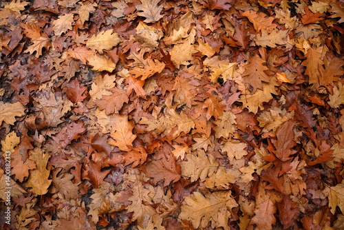 Waldboden übersät mit Eichenlaub - Herbstfarben in einem Wald im Sauerland, NRW