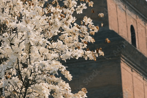 The magnolias beside the Great Wild Goose Pagoda in Xi 'an are in full bloom