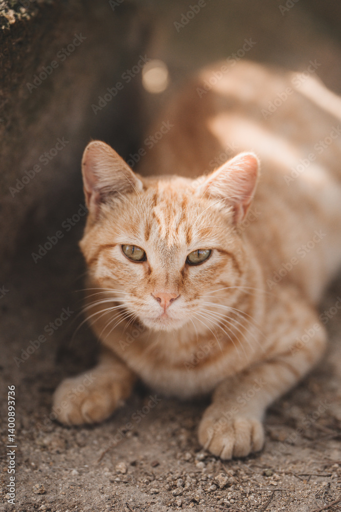 A cat sees somewhere A cat sees somewhere