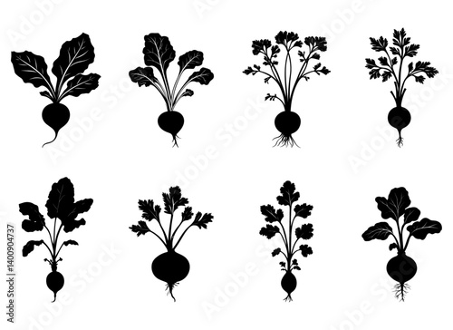 Radish life cycle. Silhouettes of consecutive stages Vector