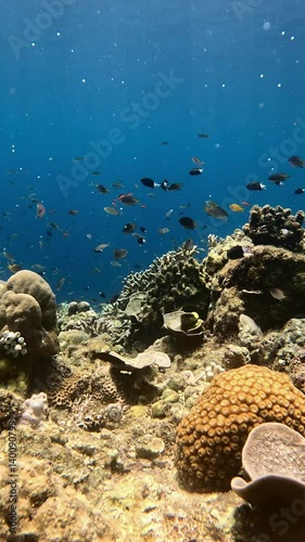 Wallpaper Mural Colorful Marine Life Exploring a Thriving Coral Reef in the Tropical Ocean Torontodigital.ca