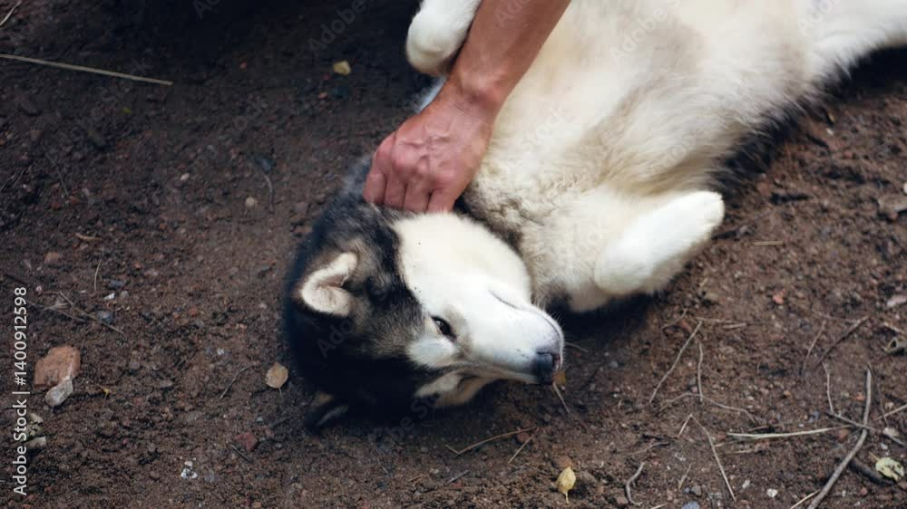 Loving owner gently caressing playful dog lying on ground, receiving affectionate belly rubs with pure joy and contentment. Pets and their owners
