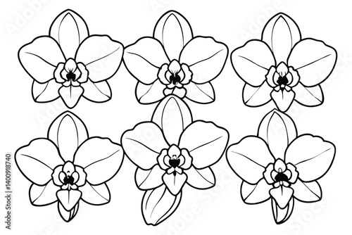set of orchid flower 