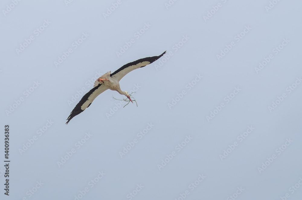Stork flying with branches in its beak and blue sky towards its nest. Stork flying with branches in its beak and blue sky towards its nest.