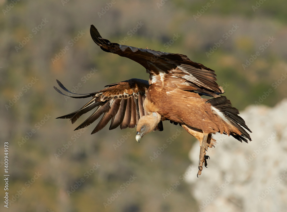 Obraz premium Vulture and griffon vulture