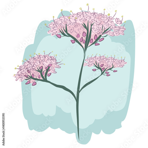 Valerian. Medical plant. Design. Stylization. Vector illustration.