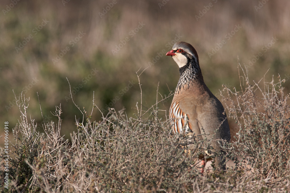 partridge and red partridge