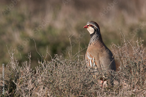 Fototapet partridge and red partridge