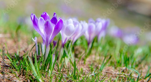 closeup on white and violet wild crocus blooming in alpine meadow at springtime.