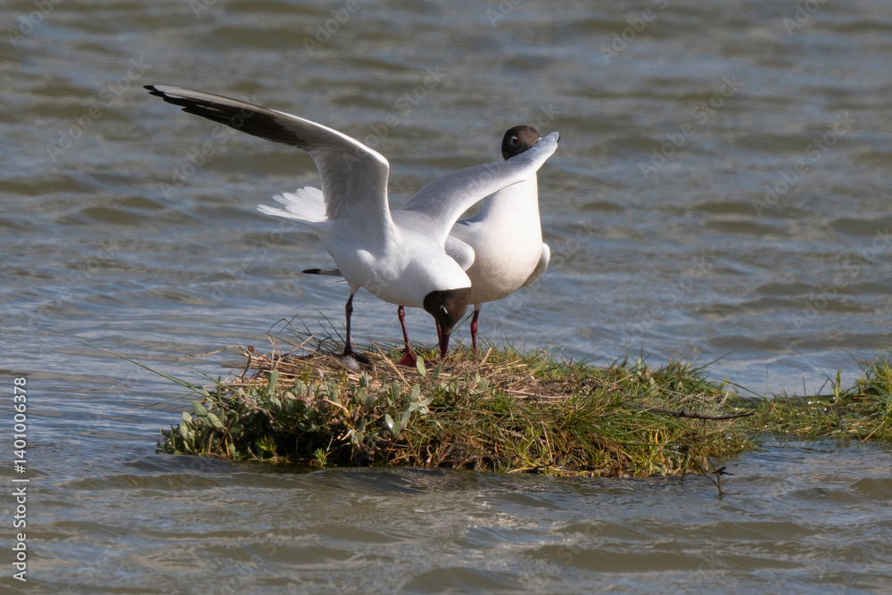Mouette rieuse, nid,.Chroicocephalus ridibundus, Black headed Gull