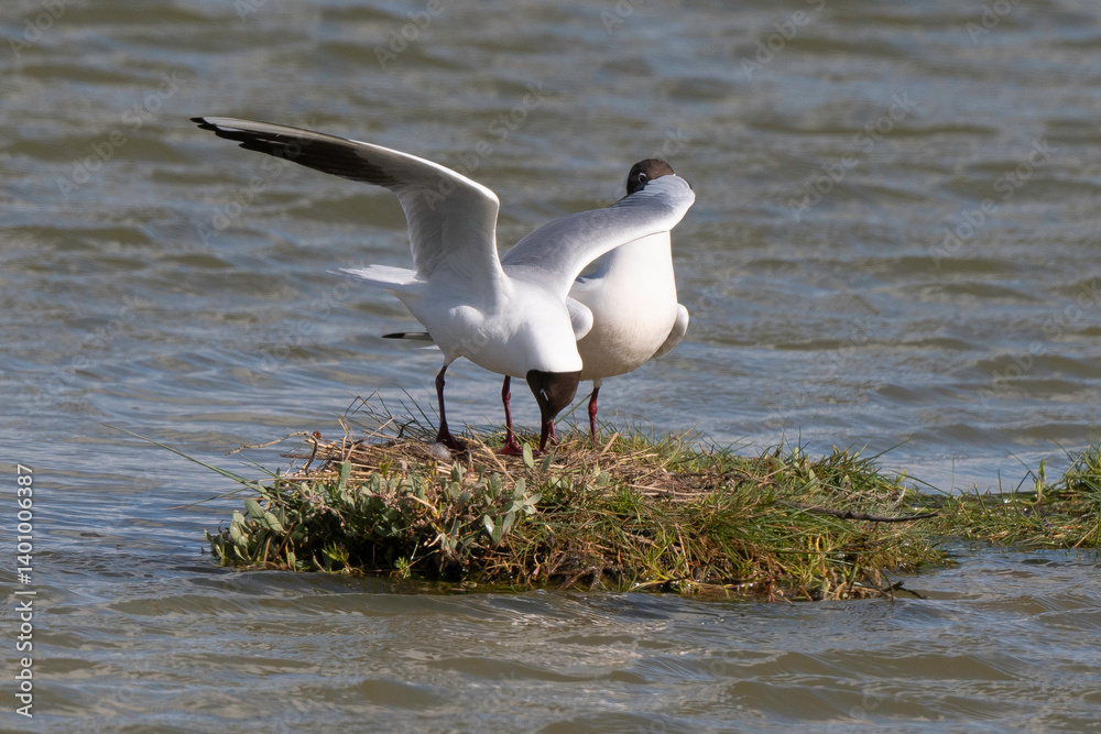 Mouette rieuse, nid,.Chroicocephalus ridibundus, Black headed Gull