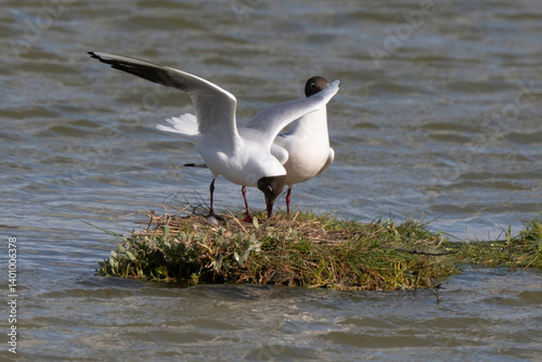 Obraz na płótnie Mouette rieuse, nid,.Chroicocephalus ridibundus, Black headed Gull w salonie