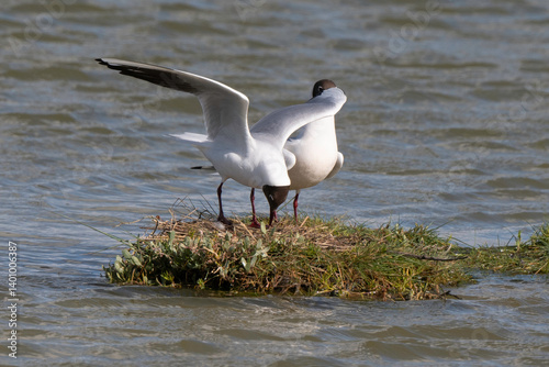 Obraz na płótnie Mouette rieuse, nid,.Chroicocephalus ridibundus, Black headed Gull w salonie