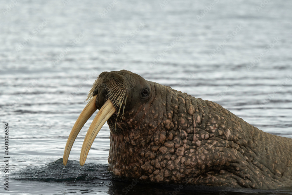 Morse, Odobenus rosmarus, Spitzberg, Svalbard, Norvège