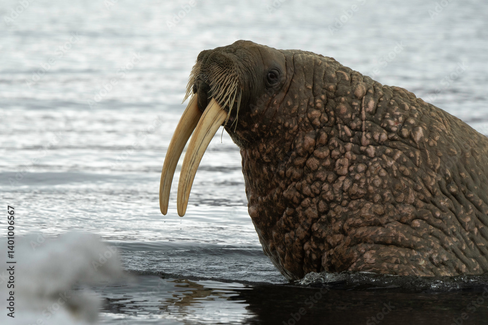 Morse, Odobenus rosmarus, Spitzberg, Svalbard, Norvège