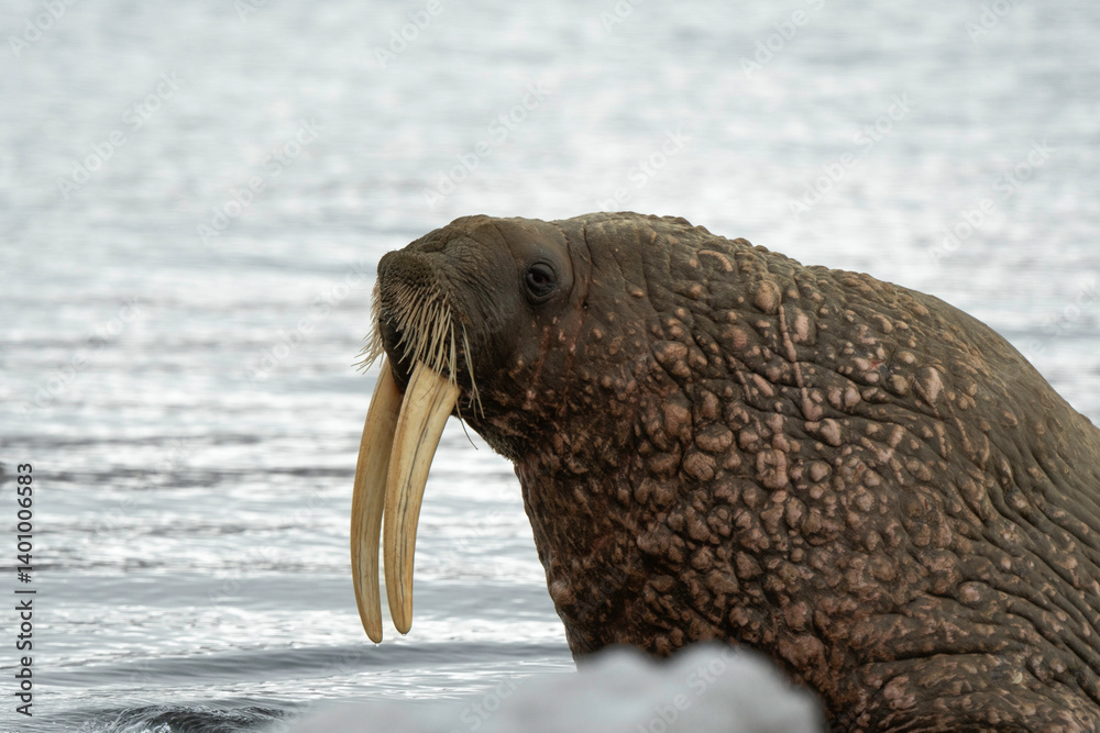 Morse, Odobenus rosmarus, Spitzberg, Svalbard, Norvège