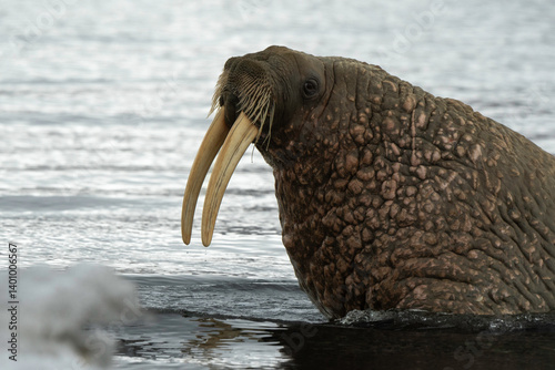 Obraz na płótnie Morse, Odobenus rosmarus, Spitzberg, Svalbard, Norvège w salonie
