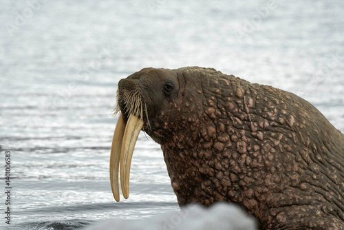 Obraz na płótnie Morse, Odobenus rosmarus, Spitzberg, Svalbard, Norvège w salonie