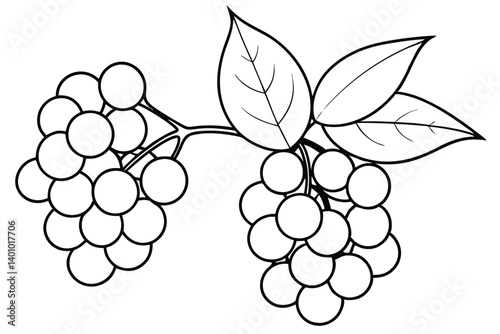 Vector illustration of a fresh bunch of ripe purple grapes on a vine with green leaves, perfect for fruit, food, or wine designs