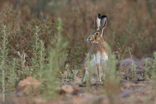 hare, rabbit, hunt