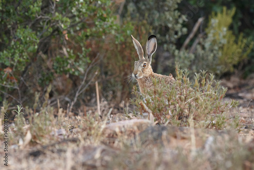 hare, rabbit, hunt