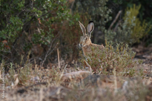 hare, rabbit, hunt