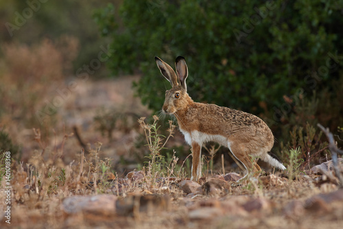 hare, rabbit, hunt