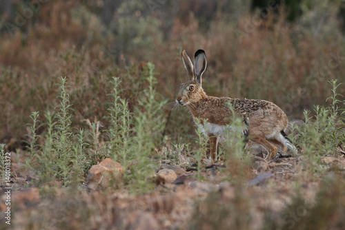 hare, rabbit, hunt