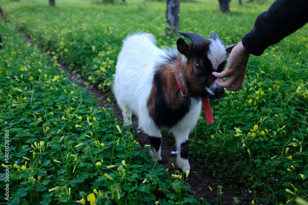 Fototapeta premium Cabra enana en el campo
