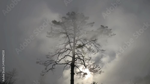 Solitary bare tree silhouetted against a moody, overcast sky