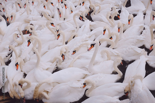 Muchos cisnes en el lago esperando para comer