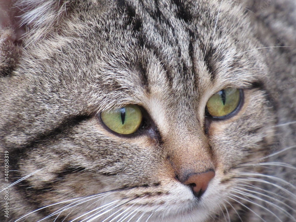 portrait of a cat portrait of a cat