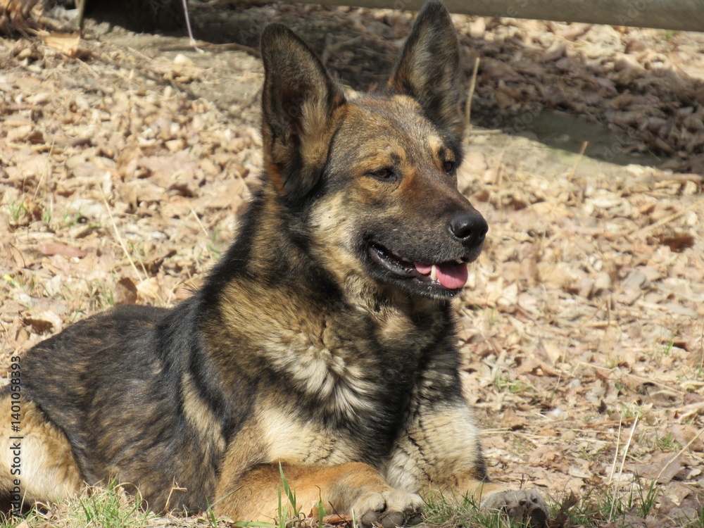 Fototapeta premium german shepherd dog