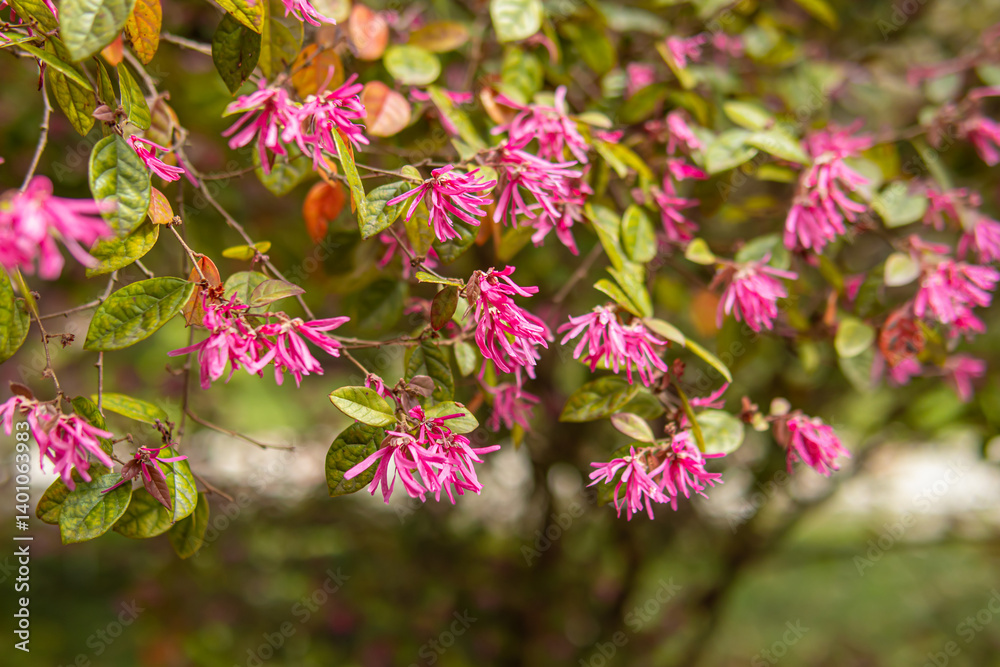 Loropetalum chinense. Pink flowers on a tree
Loropetalum chinense. Pink flowers on a tree