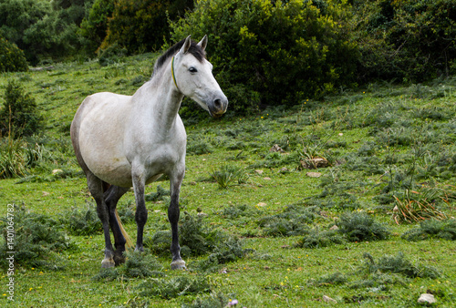 Caballo blanco en libertad en plena naturaleza