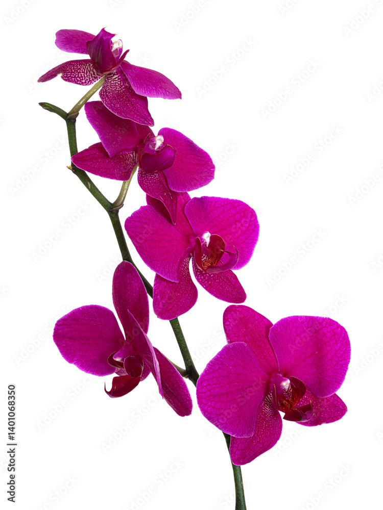 Orchid flower without background.