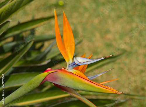Strelitzia flower. Selective focus