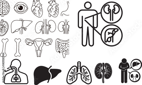 human organs, internal organs, anatomy icons, medical vector, organ illustration, brain icon, heart icon, liver icon, kidney icon, lung icon, stomach icon, digestive system, respiratory system, urinar