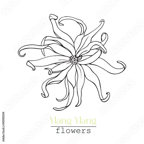 Ylang Ylang flower.Line art Hand drawn sketch, black and white graphics element. Vector botanical illustration for design logo, 	cosmetic, perfumery, package, branding. Medicinal plant
