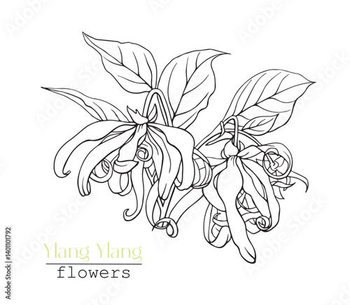 Ylang Ylang flowers. Linear Hand drawn sketch, black and white graphics element. Vector botanical illustration for design logo, cosmetic, perfumery, package, branding. Medicinal plant