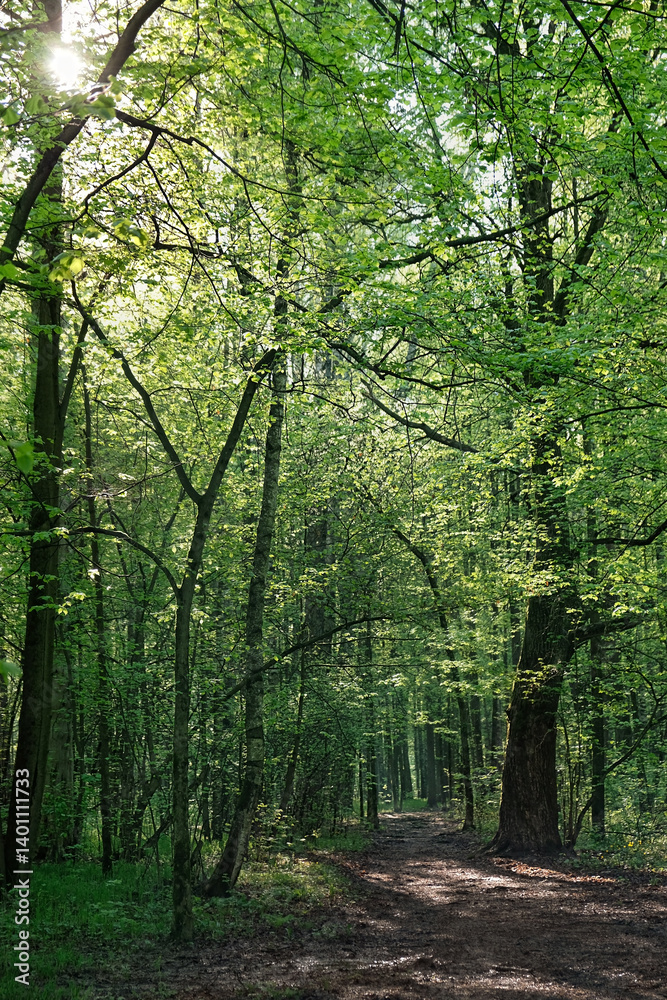 forest scenery with sun rays falling through trees, beautiful nature background. trees with young bright green foliage in spring forest. landscape with pathway in sunny day. wildlife, travel concept forest scenery with sun rays falling through trees, beautiful nature background. trees with young bright green foliage in spring forest. landscape with pathway in sunny day. wildlife, travel concept