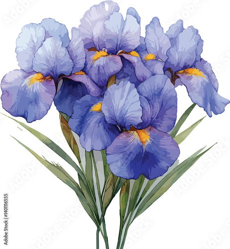 Blue and purple iris flower petals bloom in closeup macro beauty, isolated on white