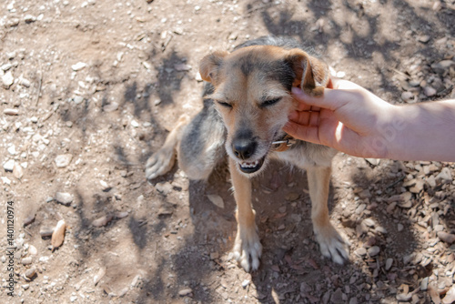 A mixed-breed dog enjoys human petting under the shade of a tree at Dog Park.