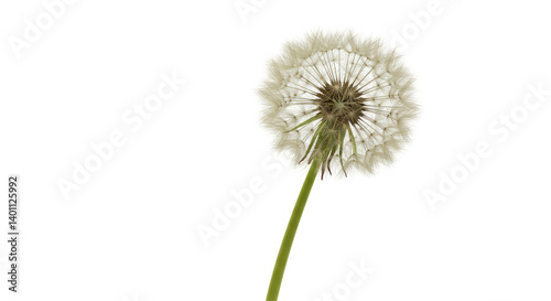 Isolated Dandelion Seed Head © Sophia